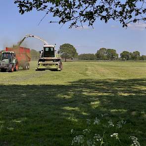 Bij de maatschap Schutte-van de Fliert in Harfsen wordt de eerste snede gehakseld en ingekuild door loonbedrijf Loman uit dezelfde woonplaats.