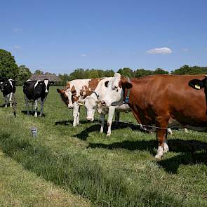 De koeien in de wei houden een oogje in het zeil tijdens het inkuilen.