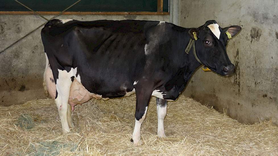 Tientonner Kitty 256 van de familie Prins uit Hasselt gooide hoge ogen bij de meest recente editie van De Beste Boerenkoe. Ze is een dochter van Vah Wonderboy, die ondanks een licht negatieve fokwaarde levensduur een uitstekend aanhoudingsgetal noteert.