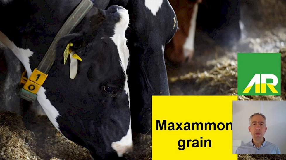 Maxammon grain, vervanger van eiwitrijke grondstoffen in het rantsoen