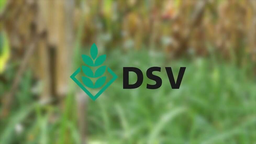 DSV zaden│Onderzaai in mais met Humus Plus