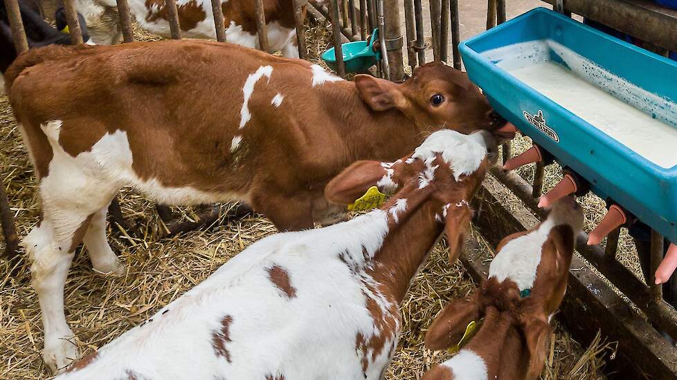 Stierkalveren die melk drinken