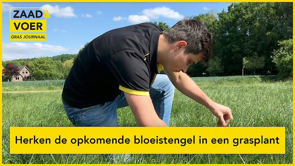 Bloei bepaalt optimale maaimoment van de tweede snede