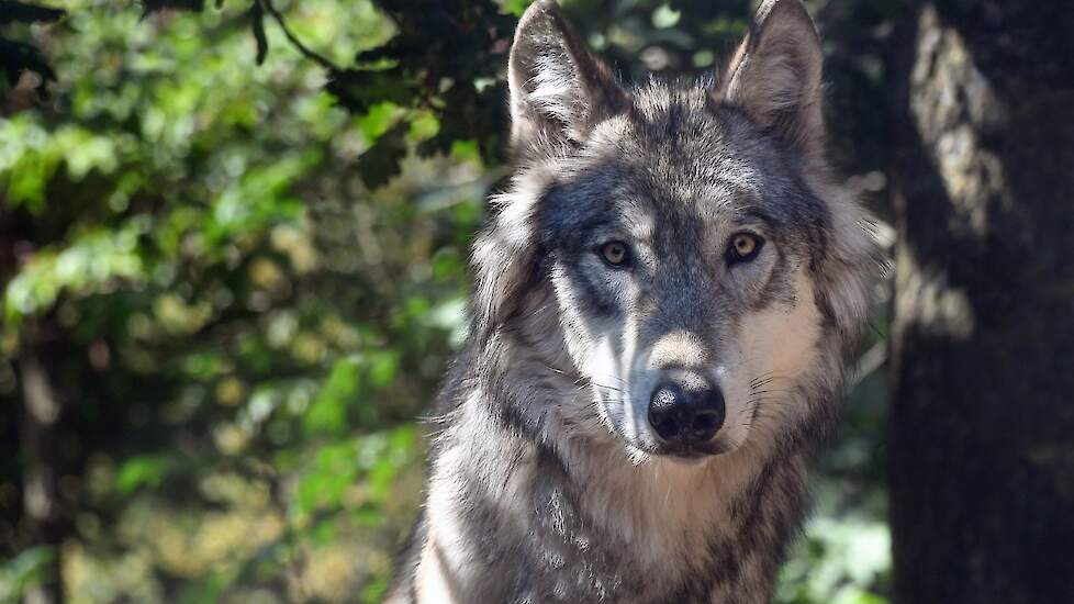 Foto ter illustratie; de wolf op de foto is niet de bewuste Duffelse wolf.