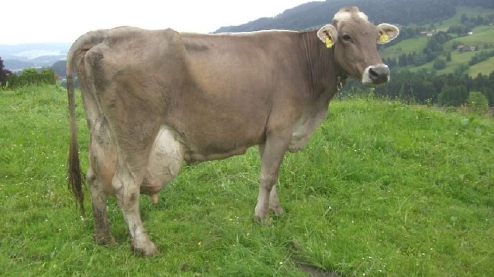 Lodi, moeder van de stier Joschi haalde bijna de grens van 200.000 kilo melk.