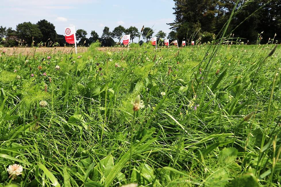 LG Graslandkruiden in de zomer van 2019