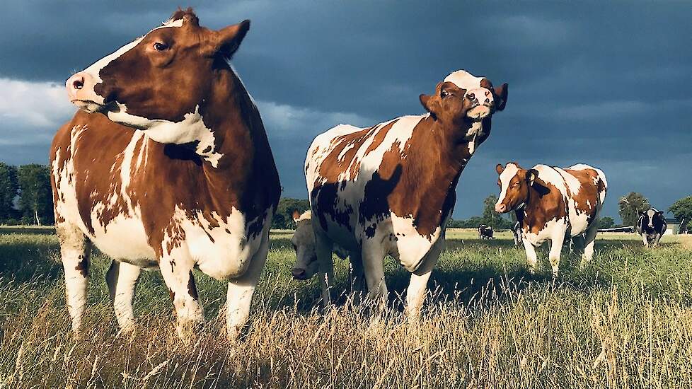 Foto: Geertjan Kloosterboer