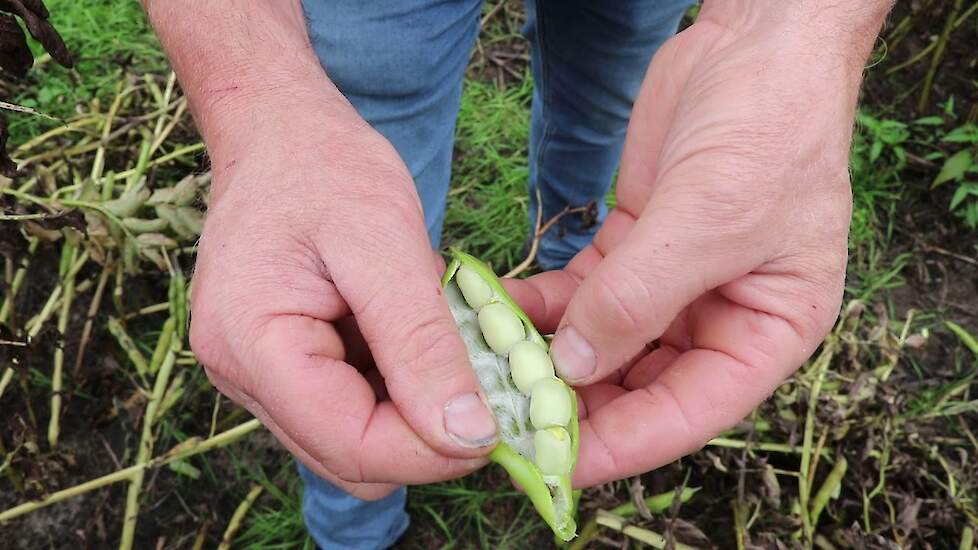 Oogstmoment bepalen van veldbonen: tips van ruwvoerspecialist Antoon Verhoeven | LG Seeds