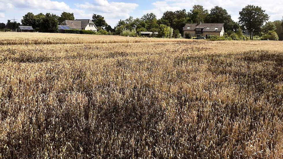 Joris teelt zijn tarwe-bonen op variërende grondsoorten, van klei tot zand, op het eigen bedrijf en bij tuinbouwers in de buurt. Hiermee is hij nagenoeg zelfvoorzienend in eiwit.