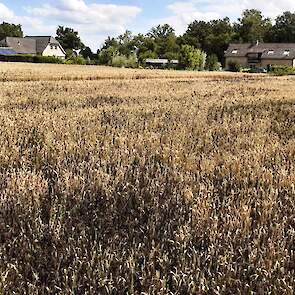 Joris teelt zijn tarwe-bonen op variërende grondsoorten, van klei tot zand, op het eigen bedrijf en bij tuinbouwers in de buurt. Hiermee is hij nagenoeg zelfvoorzienend in eiwit.