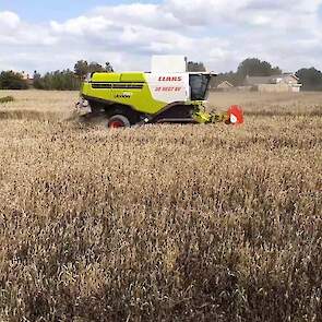 Op 20 juli liet Joris de mengteelt winterveldboon – wintertarwe dorsen. Die mengteelt bevalt heel goed. ‘Op de percelen met veldbonen en tarwe is de onkruiddruk lager, doordat het gewas dichter staat. De bonen binden de stikstof. De tarwe neemt de stiksto