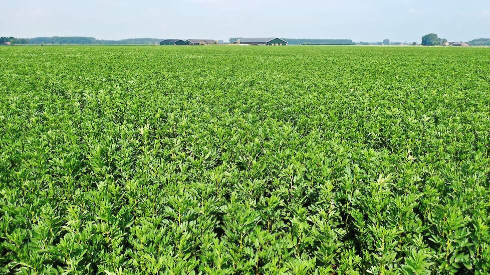 Naast 2 hectare winterveldbonen is het perceel van 13 hectare in het voorjaar volgezaaid met LG Cartouche zomerveldbonen.