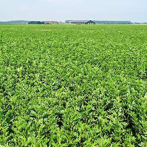 Naast 2 hectare winterveldbonen is het perceel van 13 hectare in het voorjaar volgezaaid met LG Cartouche zomerveldbonen.