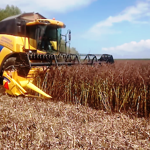 Dit voorjaar werd Zeeland helaas geteisterd door enorme droogte, met opbrengstderving als gevolg. 17 juli werd al geoogst.