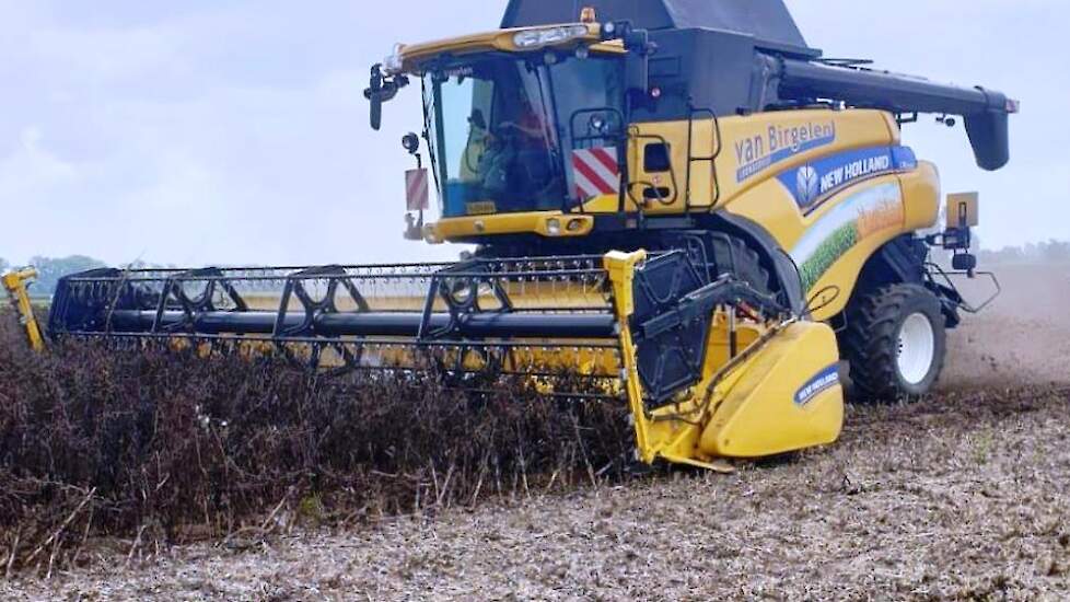 Jan Claassen uit Evertsoord (L) teelde dit jaar voor het eerst TUNDRA winterveldbonen. Op 17 juli werden ze al geoogst, met een mooie opbrengst van 7 ton bonen per hectare.