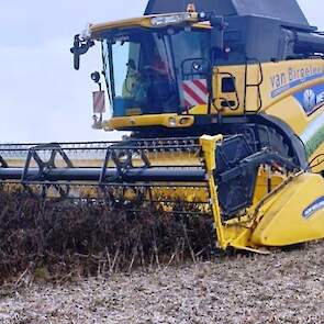 Jan Claassen uit Evertsoord (L) teelde dit jaar voor het eerst TUNDRA winterveldbonen. Op 17 juli werden ze al geoogst, met een mooie opbrengst van 7 ton bonen per hectare.