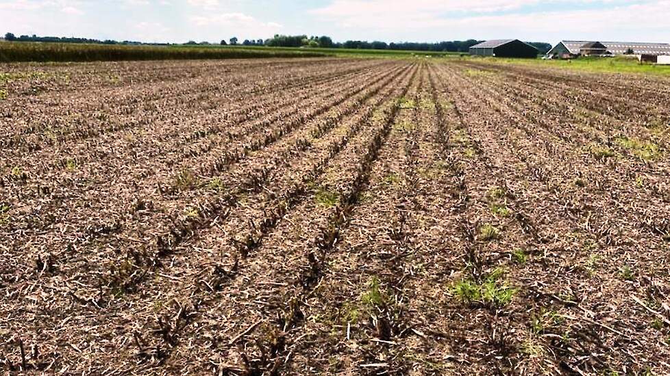 Op 22 juli werden de winterveldbonen geoogst. Op de beste stukken was de opbrengst ruim 9 ton/ha, gemiddeld bracht het perceel zo’n 7 ton/ha op.