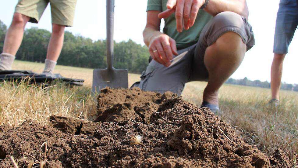 De proefboerderij is gestopt dit perceel grasland te beregenen. Toch lijkt de ondergrond niet te droog, echter van aansluiting door wortels is te weinig te zien.