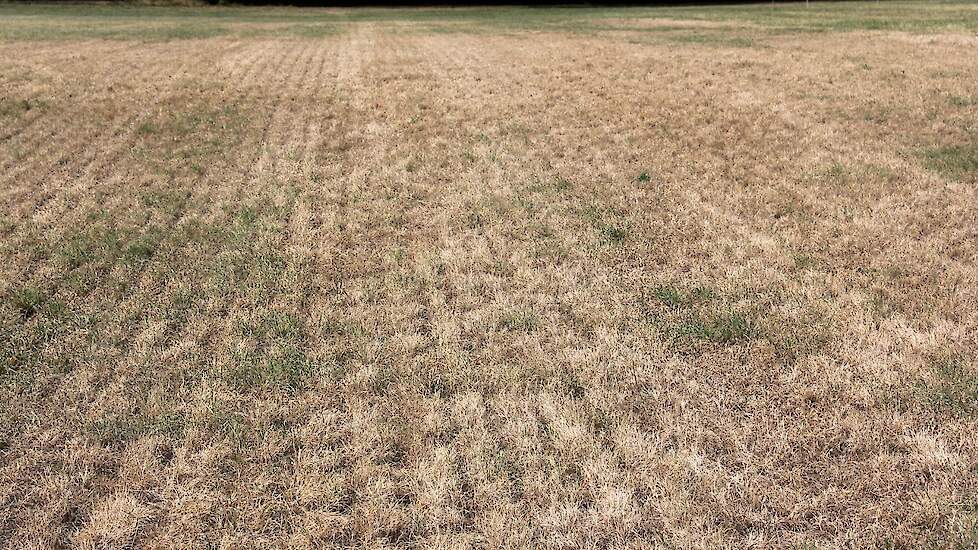 Droogte kenmerkt de Achterhoek.
