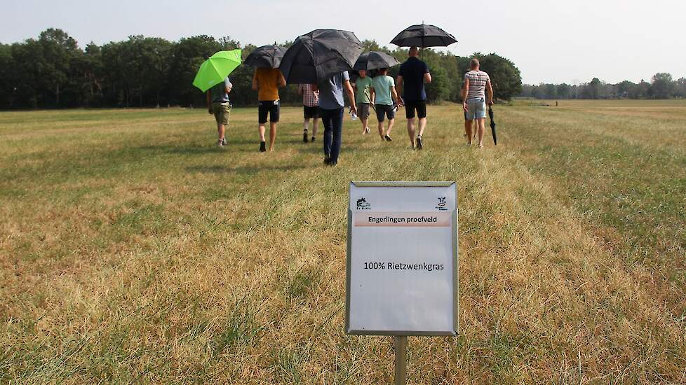 Engerlingen houden het minst van rietzwenkgras. Maar koeien ook.