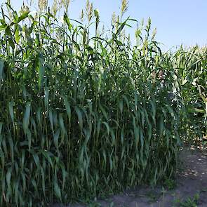 Snijmaïs zonder kolf, daar lijkt sorghum wel een beetje op. Het demoveld bevat twee soorten sorghum, één met veel opbrengst en een die de helft lager is. De plattere sorghum heeft wel weer een hogere voederwaarde. De plant kan erg goed tegen droogte vanwe
