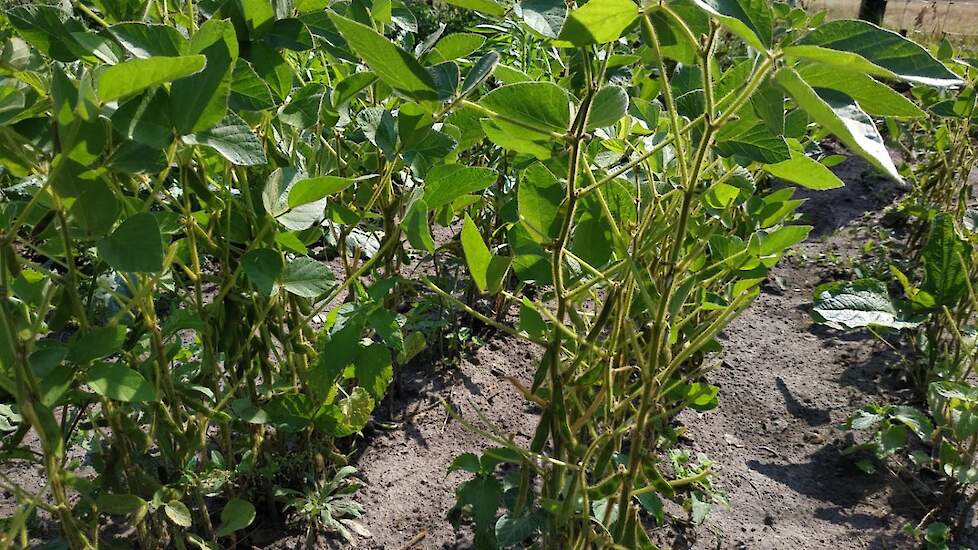 Net als een deel van de lupinen hebben de hazen het ook voorzien op de sojaplanten. De planten die er nog staan hebben nog lang geen rijpe korrels. Volgens Wijbenga beginnen de korrels pas eind september met afrijpen. „In het noorden is het eigenlijk geen