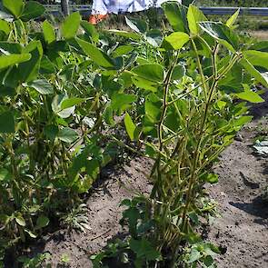 Net als een deel van de lupinen hebben de hazen het ook voorzien op de sojaplanten. De planten die er nog staan hebben nog lang geen rijpe korrels. Volgens Wijbenga beginnen de korrels pas eind september met afrijpen. „In het noorden is het eigenlijk geen