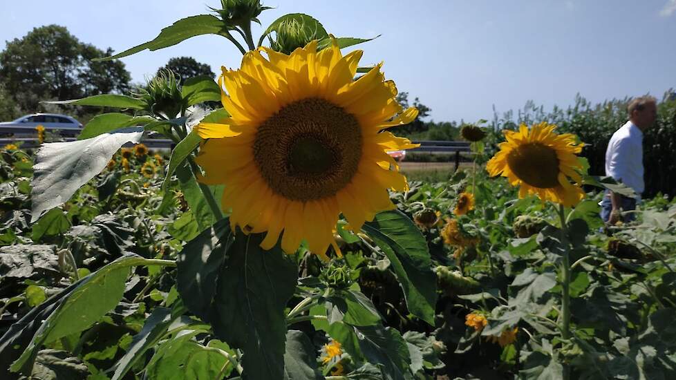 „De zonnebloemen staan er meer voor de sier, dan dat het een serieus gewas is om te verbouwen”, laat Wijbenga weten. Toch is zonnebloemschroot geen onbekend product in mengvoerland. Het verhoogt met name het melkvet. Dit is een bijproduct van de zonnebloe