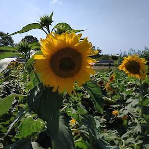 „De zonnebloemen staan er meer voor de sier, dan dat het een serieus gewas is om te verbouwen”, laat Wijbenga weten. Toch is zonnebloemschroot geen onbekend product in mengvoerland. Het verhoogt met name het melkvet. Dit is een bijproduct van de zonnebloe