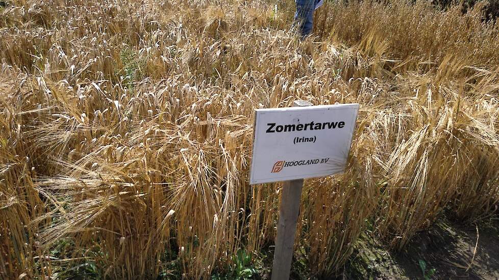 Door de naalden aan de aar lijkt de tarwe op het demoveld eerder op gerst. Maar er zijn ook tarwerassen die naalden hebben, aldus Wijbenga.