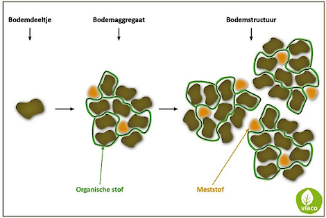 Het ontstaan van een goede bodemstructuur door organische stof.