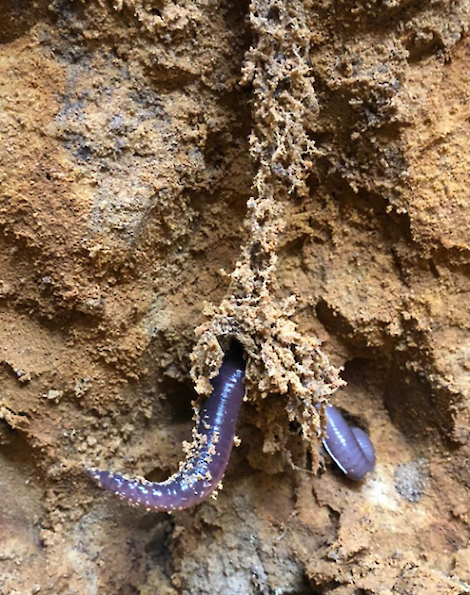 Foto op 80 centimeter diepte onder 2 jarig Engels raaigras. De wortelbundel van Engels raaigras maakt gebruik van de gangen van de pendelaar.