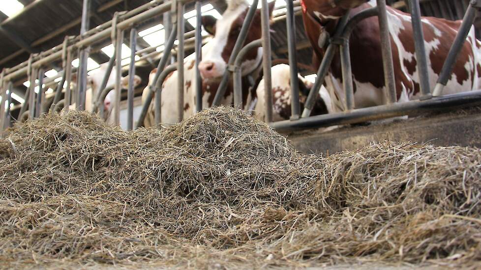 Voor het voerhek lijkt het wel of er alleen gras wordt gevoerd. In de winter voegen de broers water toe aan het rantsoen zodat de koeien niet kunnen selecteren.