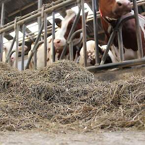 Voor het voerhek lijkt het wel of er alleen gras wordt gevoerd. In de winter voegen de broers water toe aan het rantsoen zodat de koeien niet kunnen selecteren.