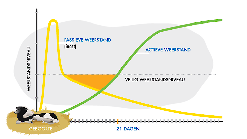 Abeelding 1: Passieve immuniteit verkregen uit de biest, neemt langzaam af. Actieve immuniteit (het eigen afweersysteem) moet zich nog ontwikkelen bij het pasgeboren kalf. Afbeeldingsbron: Sprayfo