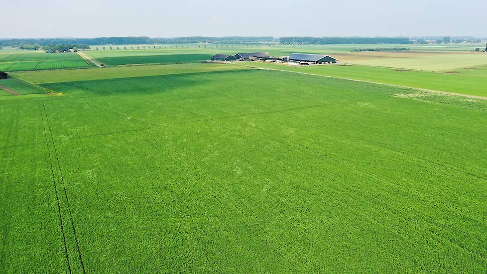 Melkveehouder Joost van Eert zaaide in het najaar van 2019 voor het eerst 2 hectare LG Tundra winterveldbonen. De rest van het 13 hectare grote perceel werd in het voorjaar afgezaaid met LG Cartouche zomerbonen, omdat het te nat werd om het complete perce