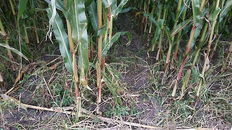 Topmaïs › Goede ervaring met maïs op ruggen en Delta zaaien - Melkvee