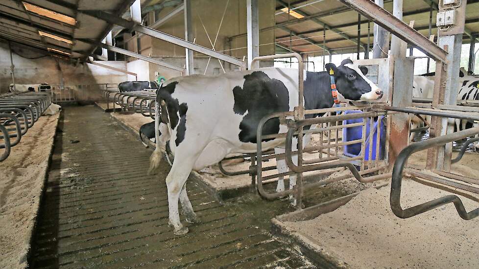 'Verse koeien krijgen vaak te veel eiwit, oudmelkten te weinig'