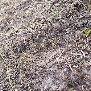 1 week na zaaien was een mooie opkomst van het gras zichtbaar.