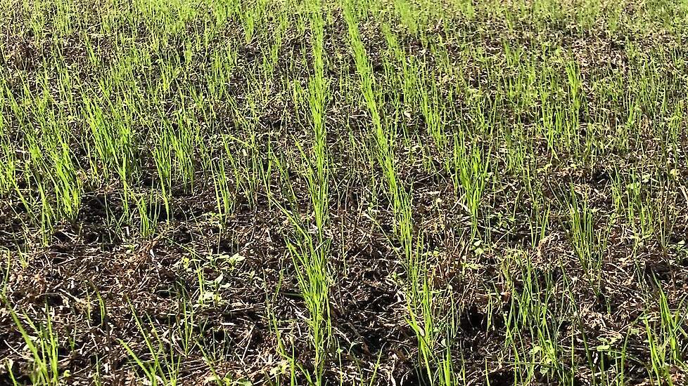 Op 1 oktober stond het jonge gras er prachtig op.