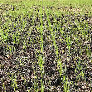 Op 1 oktober stond het jonge gras er prachtig op.