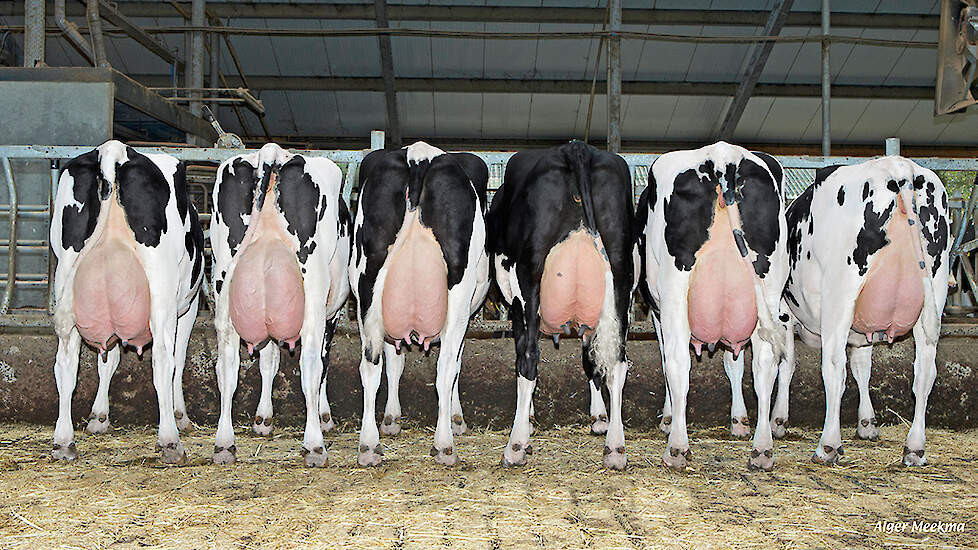 Jersey-stieren profileren zich in ranglijst op basis van het aanhoudingsgetal