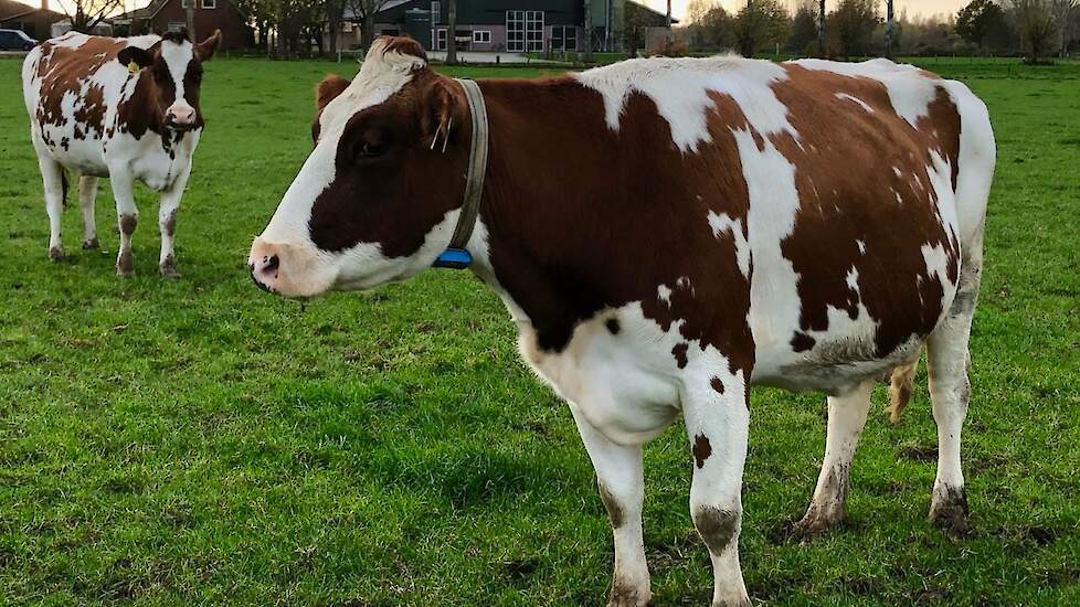 Weidende melkkoeien in de Achterhoekse buurtschap Eldrik.