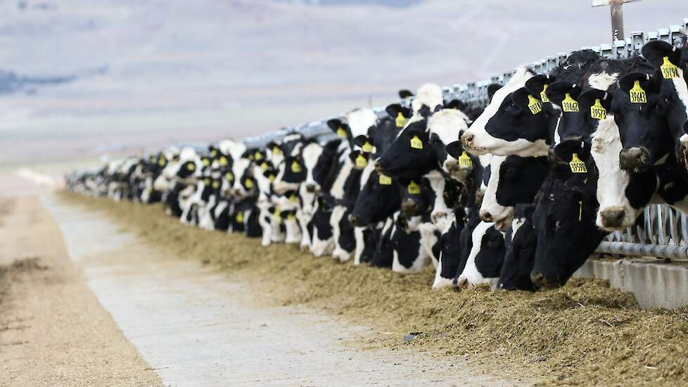 Koeien vreten fosfor tekorten