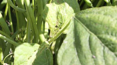 Topmaïs › 20% hoger eiwitgehalte in mais mogelijk met stokbonen - Melkvee