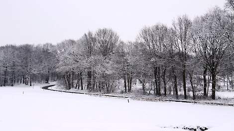 Kans op pak sneeuw en sneeuwjacht komend weekend - Melkvee