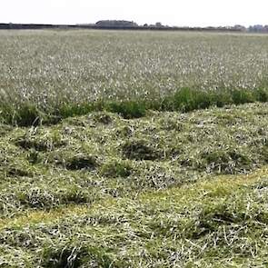 Ondanks de droogte maaide Ruben op 26 mei alweer een mooie 2e snede gras.