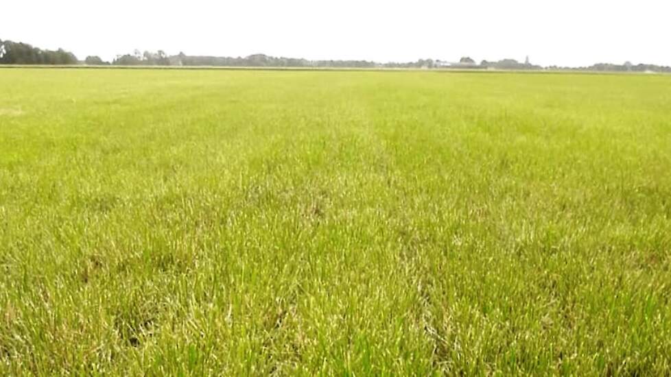 Veel zorg voor de graszode en consequent niet te diep maaien helpt ook in de zomer een goede hergroei te realiseren, hier op 29 juni zichtbaar.