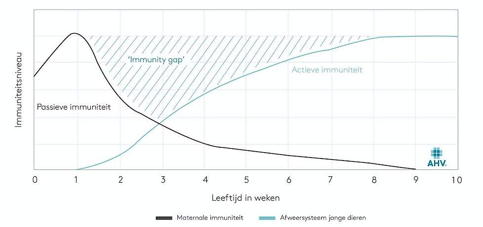 AHV Immunity gap