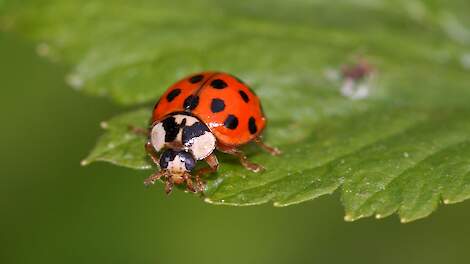 Biologisch &amp; Biodiversiteit